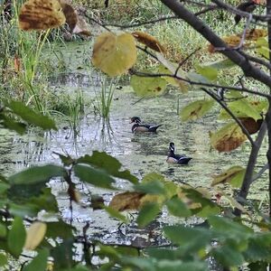 Meet your Posher, Lynda